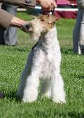 Fox Terrier