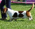 Basset Hound