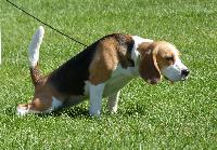 Criadores de cães Beagle