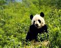 Panda gigante