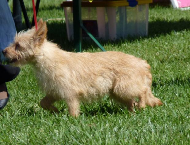 Podengo Português Pequeno de Pêlo Cerdoso
