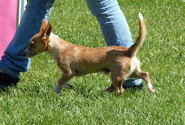 Podengo Português Pequeno de Pêlo Liso