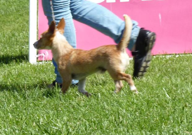 Podengo Português Pequeno de Pêlo Liso