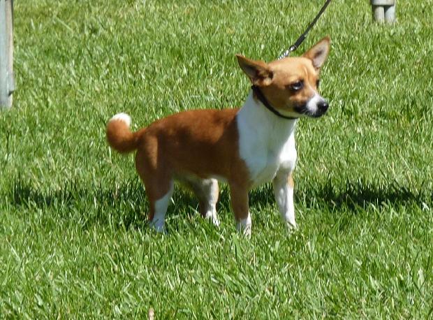 Podengo Português Pequeno de Pêlo Liso