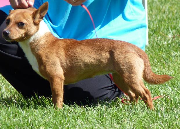Podengo Português Pequeno de Pêlo Liso