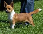 Cães
