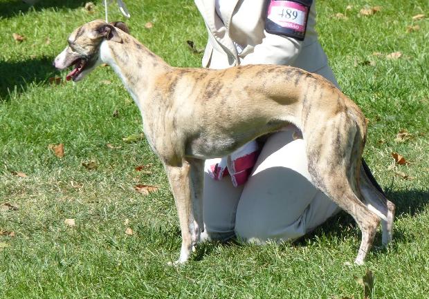 Whippet