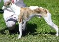Whippet