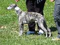Whippet