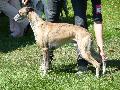 Whippet