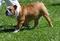 Criadores de cães Bulldog Inglês - 2