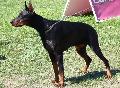 Dobermann