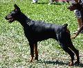 Dobermann