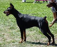 Criadores de cães Dobermann