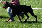 Cães