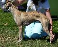 Whippet
