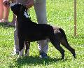 American Staffordshire Terrier