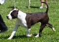 American Staffordshire Terrier