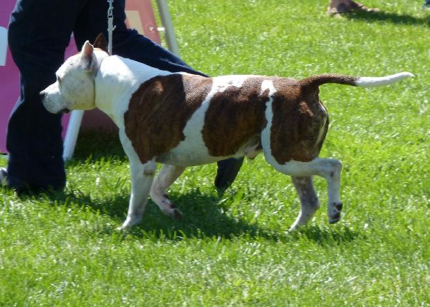 American Staffordshire Terrier