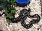 Víbora-cornuda <i>(Vipera latastei)</i>