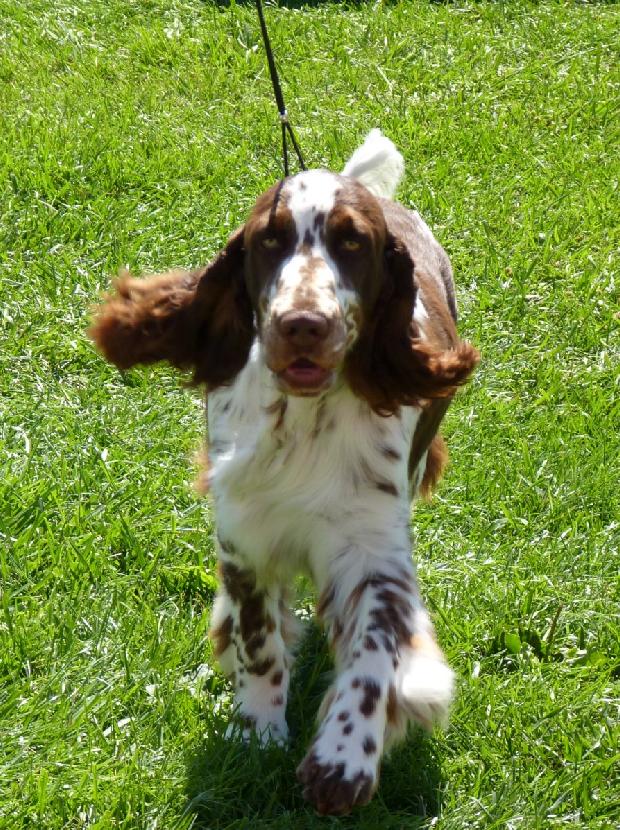 English Springer Spaniel