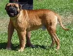 Criadores de cães Bullmastiff