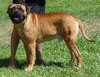 Criadores de cães Bullmastiff