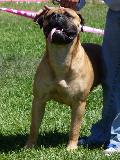 Bullmastiff