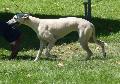 Whippet