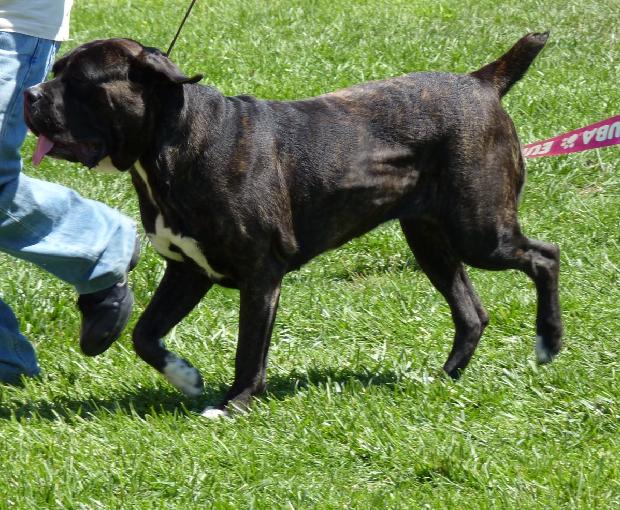 Cane Corso Italiano