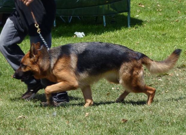 Cão de Pastor Alemão