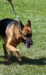 Cães