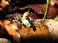 Formiga carnivora gigante