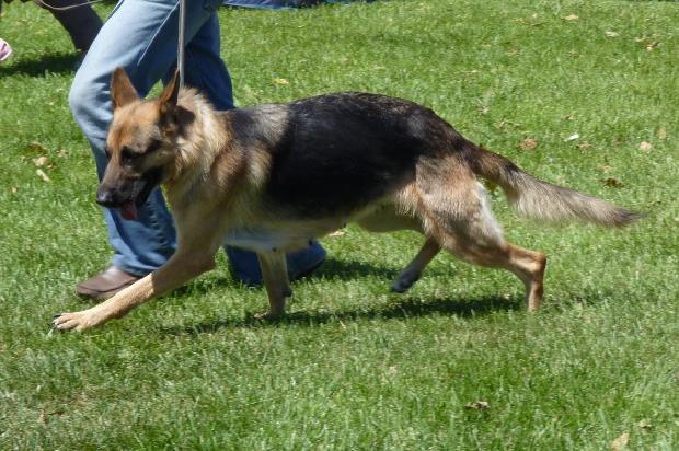 Cão de Pastor Alemão