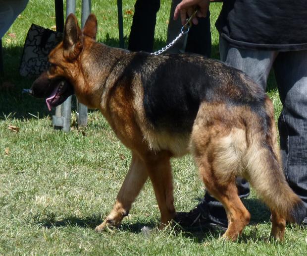 Cão de Pastor Alemão