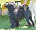 Cão de Água Português
