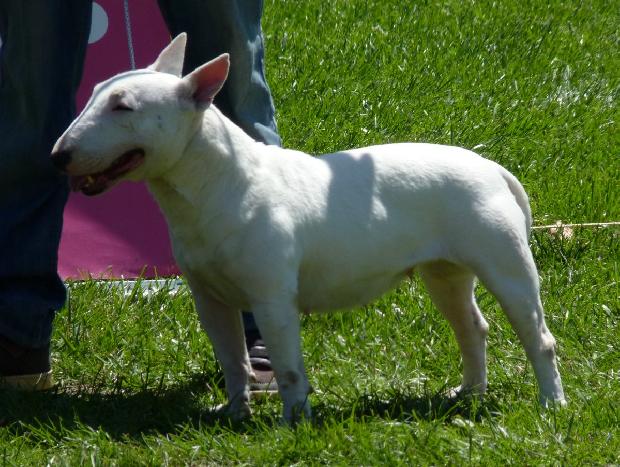 Bull Terrier Miniatura
