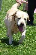 Retriever do Labrador