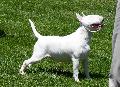 Bull Terrier