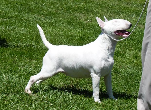 Bull Terrier