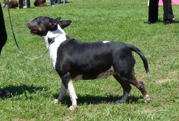 Bull Terrier