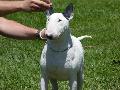 Bull Terrier