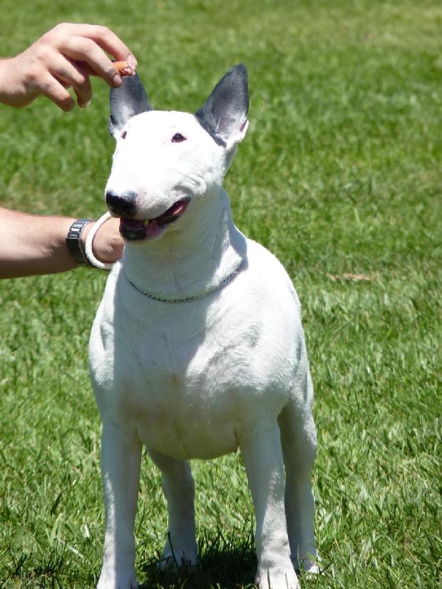 Bull Terrier