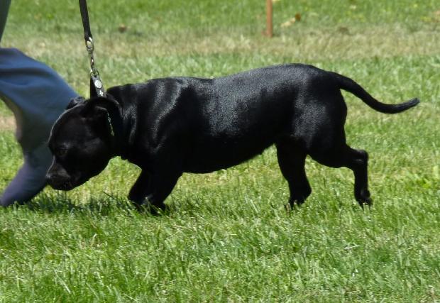 Staffordshire Bull Terrier