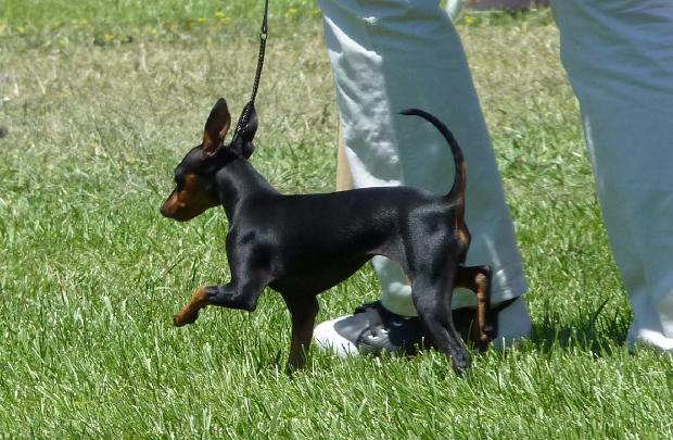 English Toy Terrier