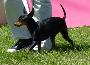 English Toy Terrier (Black & Tan)