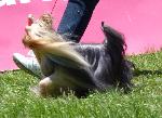 Cães
