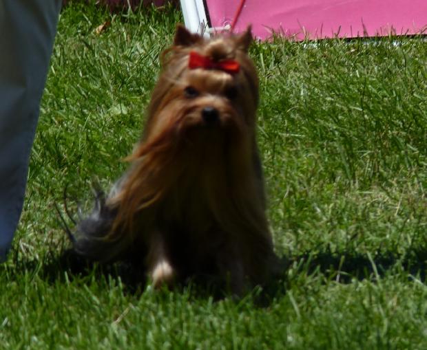 Yorkshire Terrier