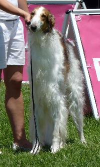 Criadores de cães Borzoi