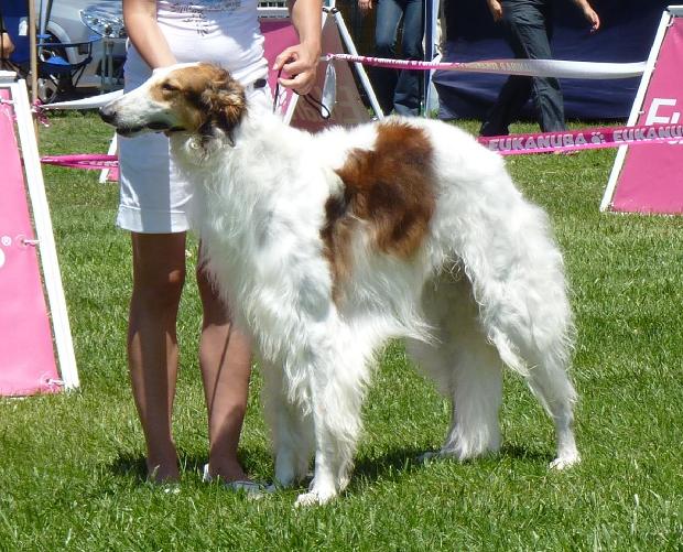 Borzoi